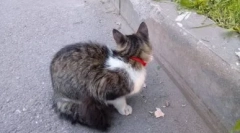 Mačji ovratnik od i do