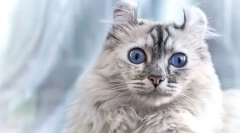 Cat american kerl (fotografija): prijateljski ljubimac s elegantnim ušima