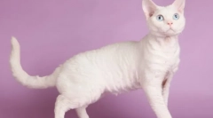 Mačka devon-rex (fotografija): razigrani ljubimac i pravi prijatelj
