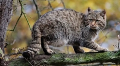 Cat forest kavkaz