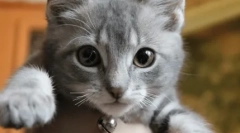 Mačka otključava mačiće brkove: briga za potomstvo ili skrivenu agresiju