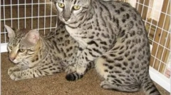 Safari cat: standardi, karakter i značajke skrbi