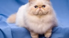 Mačke-brakhicephali - naočale i značajke sadržaja