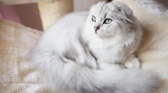 Mačke rijetke pasmine gorjonsko preklapanje (dugokosi školjke)