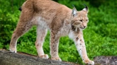 Mačke s dugim nogama: grace i milost