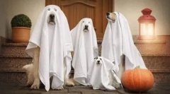 Kostim za psa na halloween to učiniti sami - ideje na fotografiji