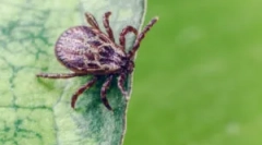 Odijelo i druge mjere za zaštitu od krpelja