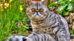 Cat eczot (fotografija): igračka mačka s debelom vunom