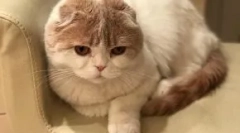 Cat lera kudryavtsevaya fofan: nova zvijezda instagram