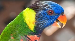 Lijepi i pametni papigi