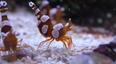 Škampi anemoneova