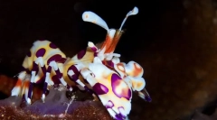 Harlekin plavi škampi