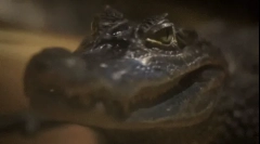 Krokodil: zanimljive činjenice o opasnom predatoru