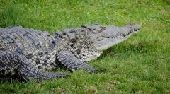 Krokodil oostrogly