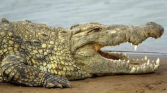 Krokodil