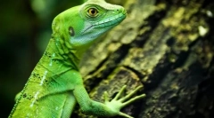 Cirkulirajući gmazovi