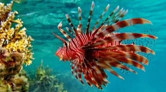 Lionland ili zebra riba
