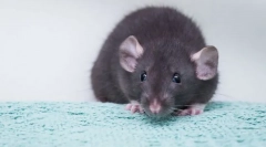 Rat dambo