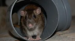 Štakori u podrumu stambene zgrade