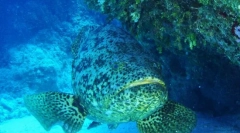 Tko je židovska riba?