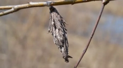 Koji su takve torbe?