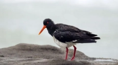 Kulik-četrdeset promjenjivo