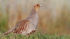Partridge središnji ruski
