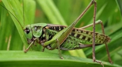 Skakavac