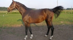 Kvterhori
