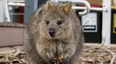 Quokka: zanimljive činjenice o najsretnijoj životinji na zemlji