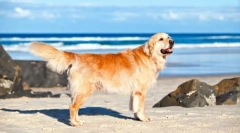 Labrador retriver (fotografija): nesreća energija i beskrajna ljubaznost