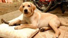 Labradorski retriver