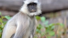 Langur