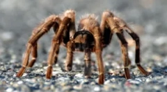 Paws spider: broj i funkcije