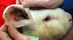 Liječenje kunića iz uha