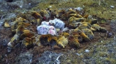 Lemmings - skokovi s litica