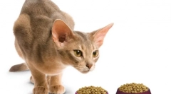 Leonardo: premium cat feed iz pouzdanog proizvođača