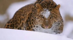 Leopard amurky