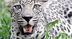 Leopard arapski