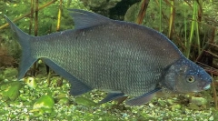 Black amur