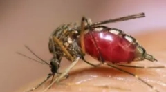 Žuta groznica, denga i zika, koji su nosili komarci