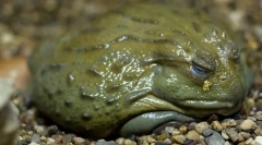 Žaba