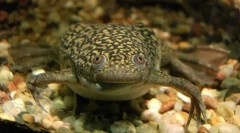 Frog shorth je glatka