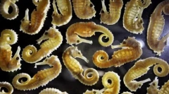 Najbolje fotografije divljih životinja 2011