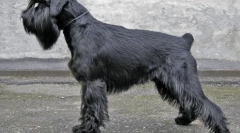 Najbolji pas za uzgoj za apartmane