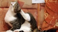 Najbolje datoteke iz bloch: pregled i kriteriji