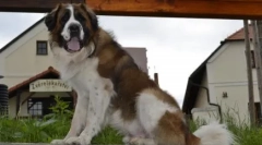 Najbolji čuvar za privatnu kuću