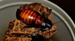 Madagaskarski žohar i njegov sadržaj