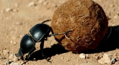 Glavne buba, bronce i pobunjenici