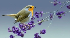 Malinovka (fotografija): svijetlo crveno mjesto u šumskoj gama